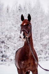 Portrait of beautiful chestnut mare in snow forest