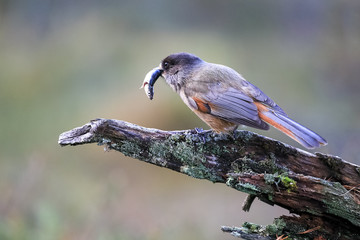 Siberian jay and vendace