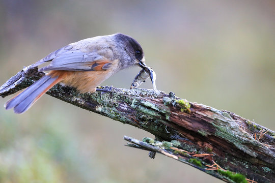 Siberian jay and vendace