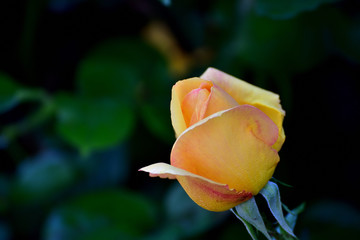 Pretty rose of yellow and orange tones blooming