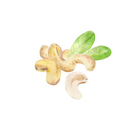 Watercolor cashew nuts isolated on  white