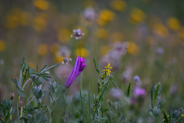 Pretty purple flower already closed at sunset with yellow background tones