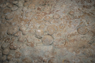 Traces of the oldest forms of life on Earth - Medusoids