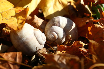 White shells of shellfish on a background of yellow leaves. Sunny autumn day. Shallow depth of field, close up.