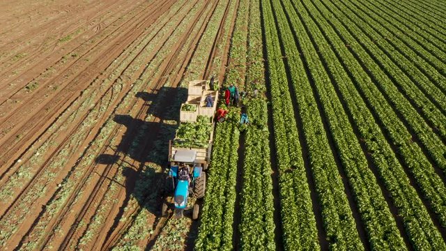 Aerial zoom out view of farm workers harvesting lettuce on a large scale vegetable farm