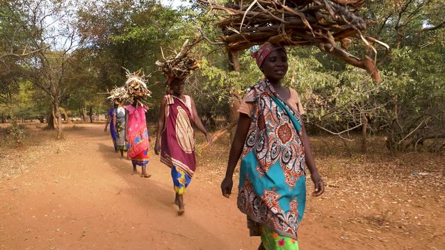 Five woman walking home balancing firewood on their heads they have collected for making fires for cooking and warmth, Zimbabwe