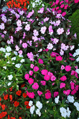 flower bed purple white red pink magenta impatiens flowers