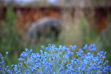 blue flower foreground rustic farm background