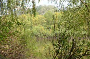 trees in the forest