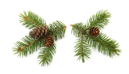 Two fresh fir branches with cones