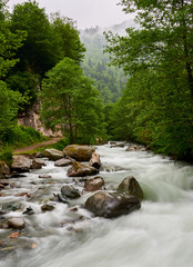 river in the forest