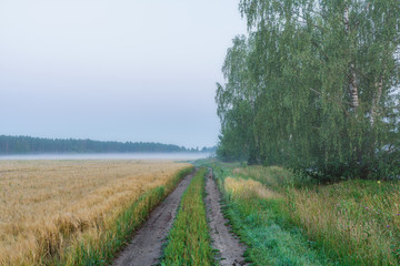 Morning fog in the field. Pskov region. Russia