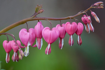 pink bleeding heart flower close-up