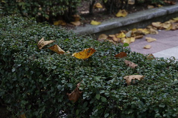 Autumn in the city
