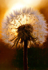 glowing dandelion wish flower close-up