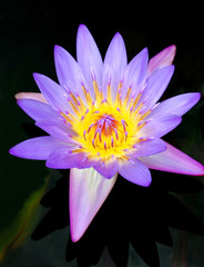 glowing purple yellow lavender blue dahlia flower on black background