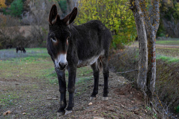 donkey in the middle of nature