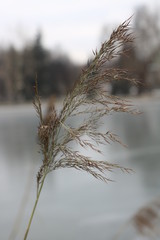 Grass close - up on the background of a frozen pond and autumn forest. Moscow, November 2019.