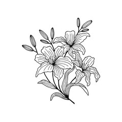 Lily flower stalk with buds, leaves. eps10 vector illustration. art line. hand drawing