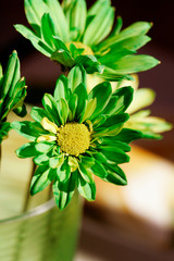bright green daisy flower close-up
