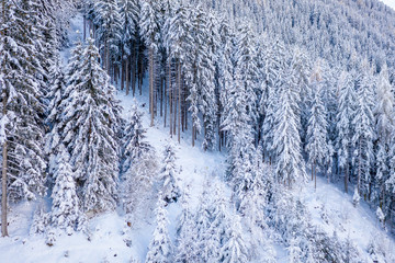 Beautiful winter landscape with snow covered trees in Stubai valley, Tirol, Austria