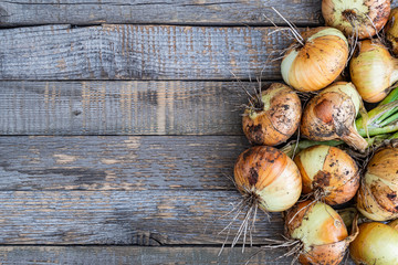 bulbs from garden on wooden table. Harvest fresh vegetables for vegetarians