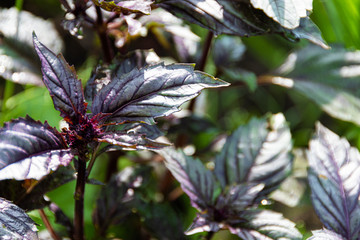 leaves of purple Basil growing in garden. Spices for summer salad