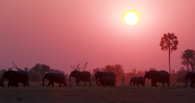 A breeding herd of elephants and young calves walking at sunset in the Okavango Delta, Botswana