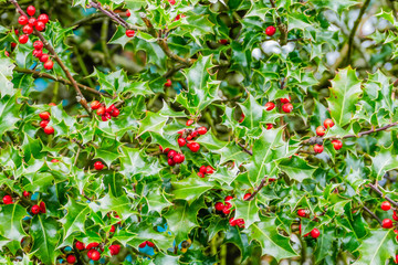 Stechpalme mit roten Beeren