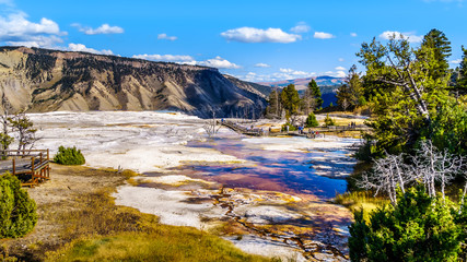 Fototapeta na wymiar The mineral rich hot water of Grassy Spring on the Main Terrace in the Mammoth Springs area of Yellowstone National Park, Wyoming, United States