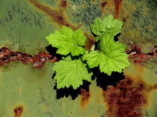 green leaves plant growing through brick stone sidewalk path