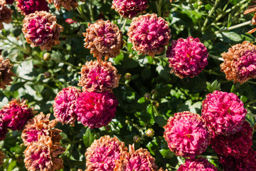 Pinke Blumen Herbst