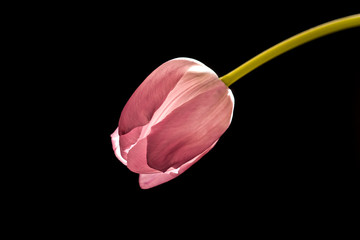 glowing backlit purple pink rose tulip flower close-up black background