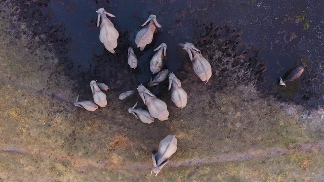 Straight down aerial view of a small breeding herd of elephants and young calves mud-bathing in a river in the Okavango Delta, Botswana