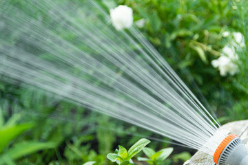 Watering beds and plants in summer garden from sprinkler