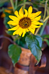 sunflower flower single close-up with green leaves