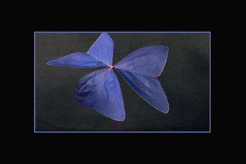 Beautiful blue flower on black background in frame.