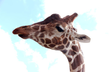 Portrait of a brown giraffe. Giraffe eats a green leaf against the sky.