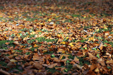Buntes Herbstlaub rote und gelbe Blätter