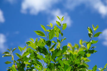 Branch of young solar green leaves on a background of blue sky and clouds. Landscape with top part of the tree.