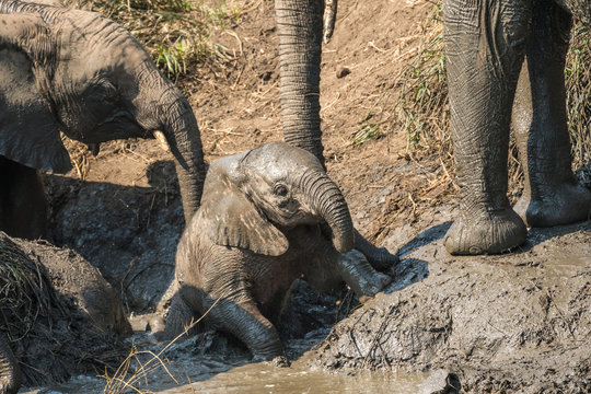 baby elephant in mud