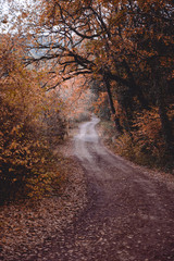 autumn lonely road in the forest 2