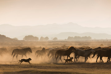 horses in the desert