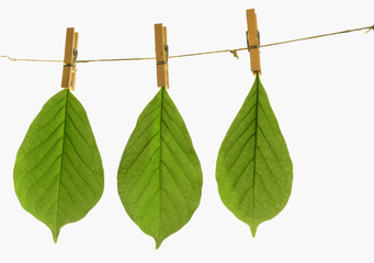 Three green leaves hanging out to dry, attached with clothespins to the rope. Isolated on white