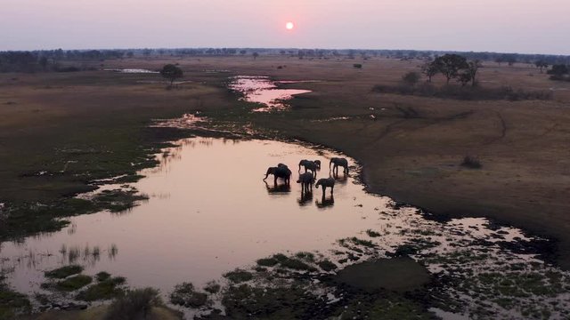 Aerial fly over view of a small group of elephants drinking in a river at sunset in the Okavango Delta, Botswana