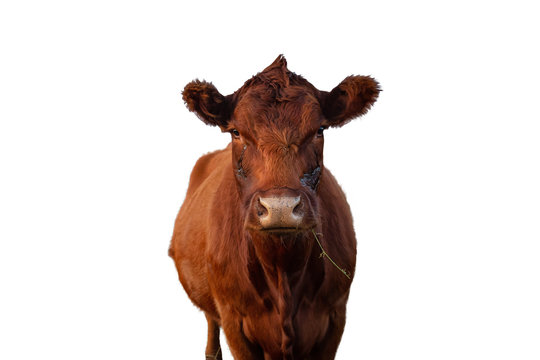 Cow Portrait Isolated on White Background