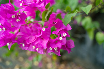 Fototapeta na wymiar Pinke Blumen im Garten in Indonesien