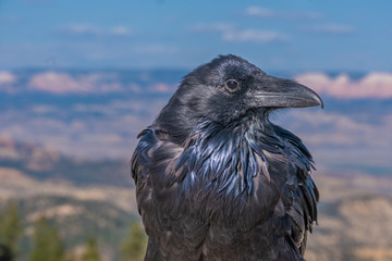 A huge raven on the Rim of Bryce Canyon National Park, Utah, USA