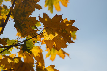 autumn branch with yellow maple leaves