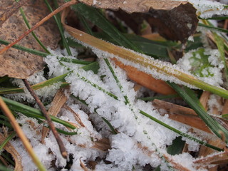 Transparent ice crystals on blades of grass and fallen leaves.